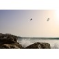 Aile Kitesurf North Orbit Pro